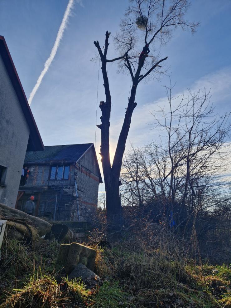 postupné kácení lípy Bohumín